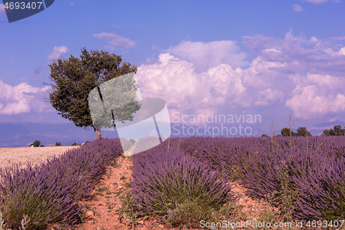 Image of purple lavender flowers field with lonely tree