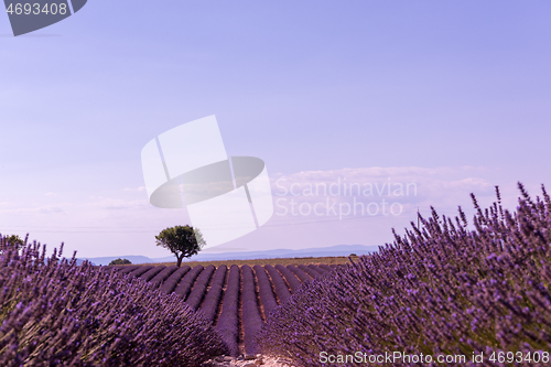 Image of purple lavender flowers field with lonely tree