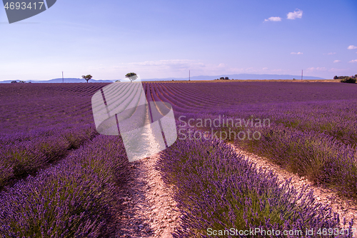 Image of purple lavender flowers field with lonely tree