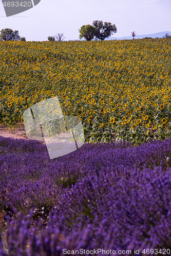 Image of lavender and sunflower field france