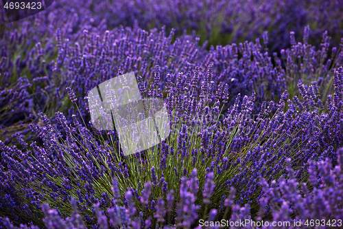 Image of closeup purple lavender field