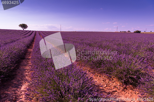 Image of purple lavender flowers field with lonely tree