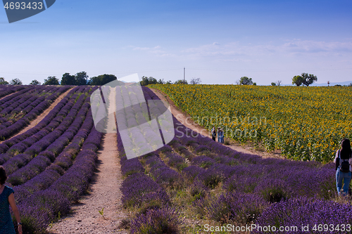 Image of lavender and sunflower field france