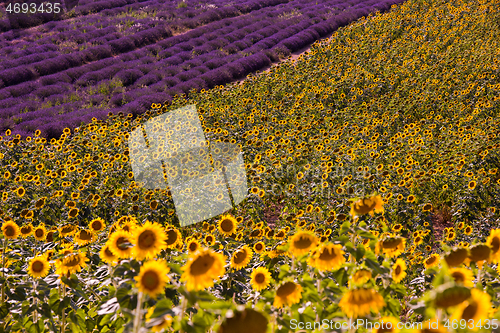 Image of lavender and sunflower field france