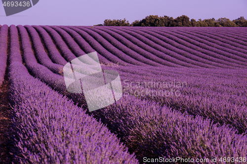 Image of levender field france