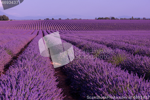 Image of levender field france