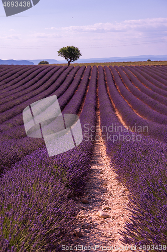 Image of purple lavender flowers field with lonely tree