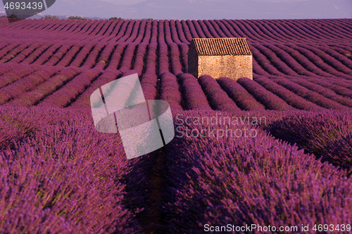 Image of purple lavender flowers field with lonely old stone house