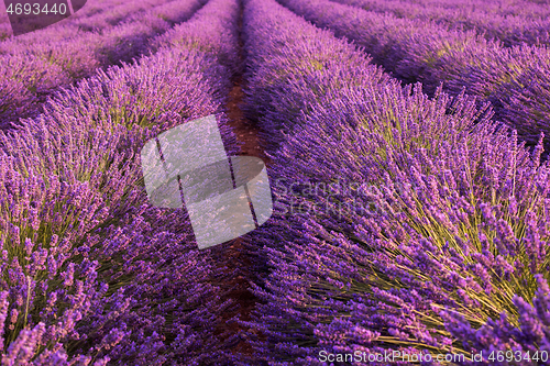 Image of closeup purple lavender field