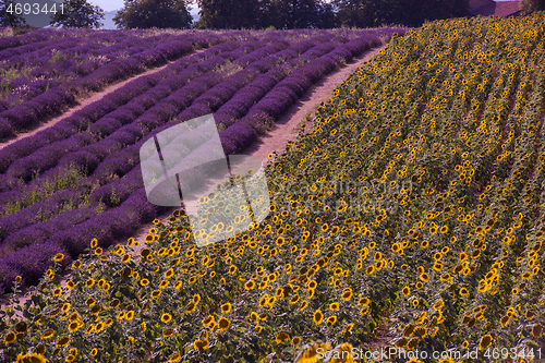 Image of lavender and sunflower field france