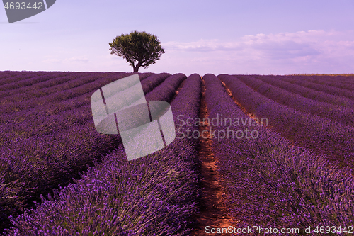 Image of purple lavender flowers field with lonely tree
