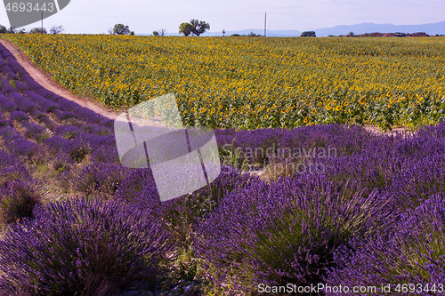 Image of lavender and sunflower field france