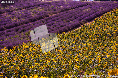 Image of lavender and sunflower field france