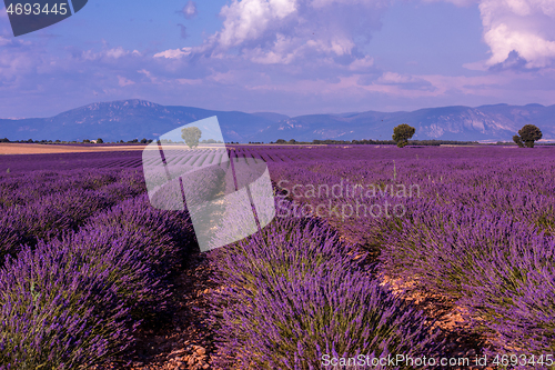 Image of levender field france