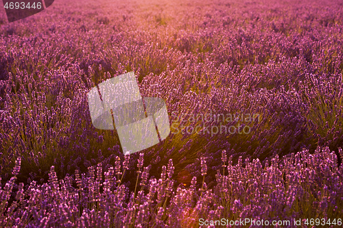 Image of closeup purple lavender field