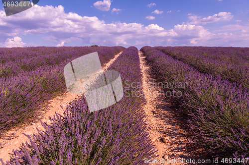 Image of levender field france