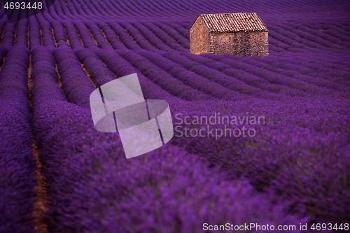 Image of purple lavender flowers field with lonely old stone house