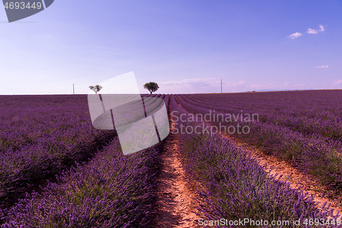 Image of purple lavender flowers field with lonely tree