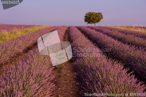 Image of purple lavender flowers field with lonely tree