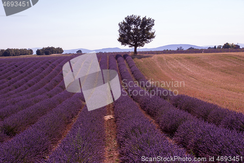 Image of purple lavender flowers field with lonely tree