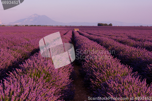 Image of purple lavender flowers field with lonely old stone house