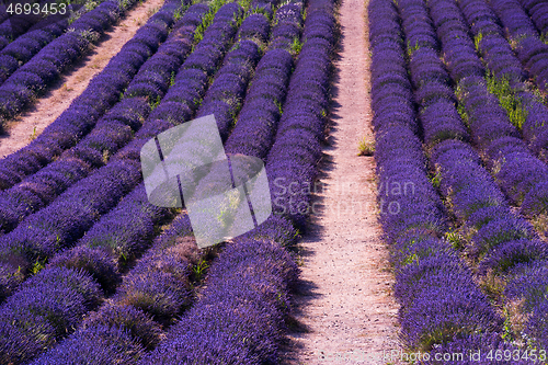 Image of levender field france