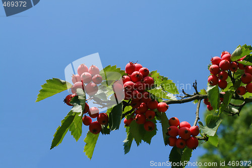 Image of Autumn fruit