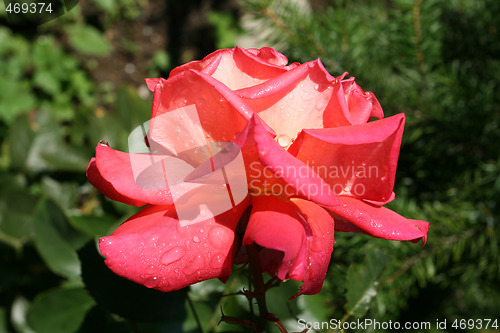 Image of Rose with drops of dew