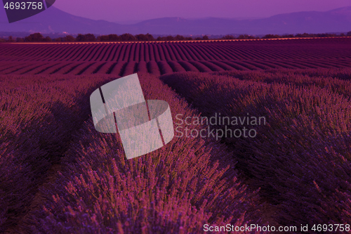 Image of lavander field france