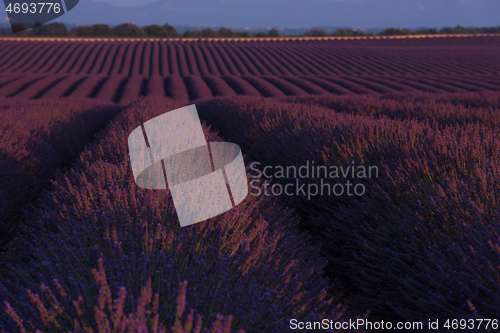 Image of lavander field france