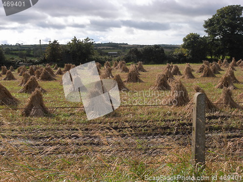 Image of stooks of corn