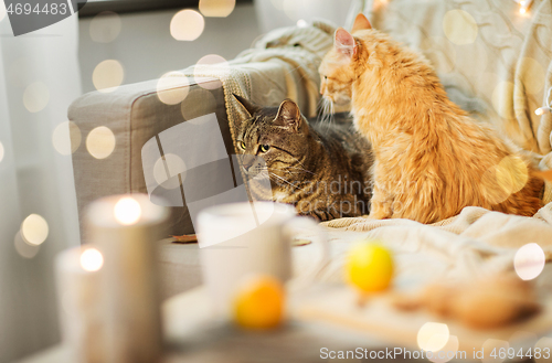 Image of two cats lying on sofa at home