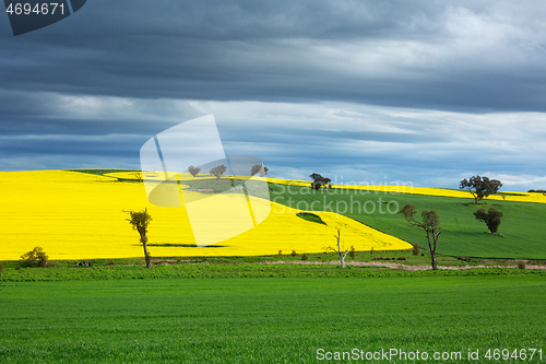 Image of Canola and wheat fields