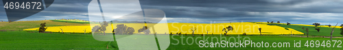 Image of Canola and wheat fields panorama in spring