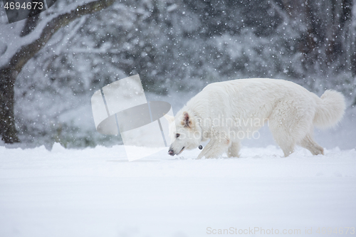 Image of White shepherd dog in snow