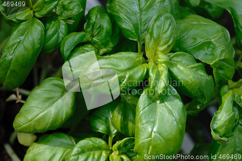 Image of Basil