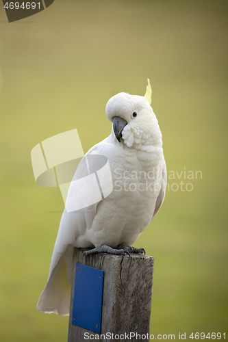Image of Cockatoo sitting on a timber fence post