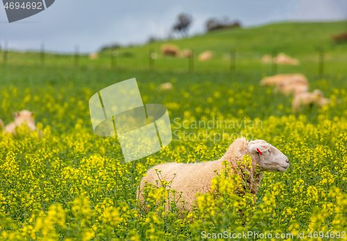 Image of Sheep grazing in canola in spring