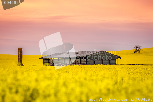 Image of Barn and old ruin sit in a field of canola