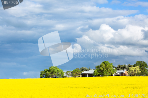 Image of Farming fields of golden canols