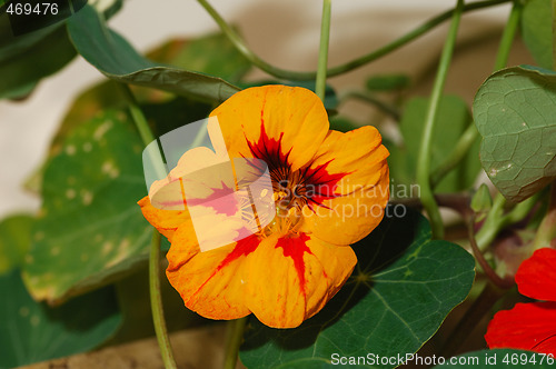 Image of Nasturtium blossom