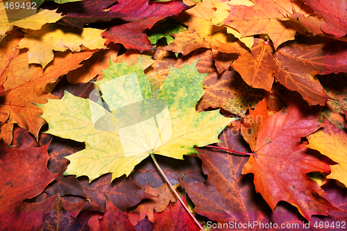 Image of Leaves of autumn