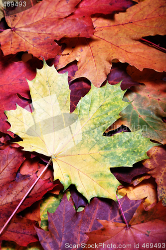 Image of Leaves of autumn