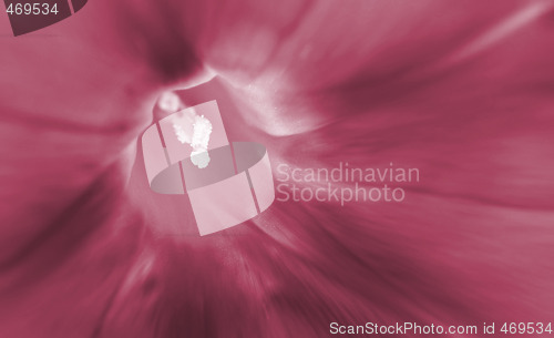 Image of Red flower