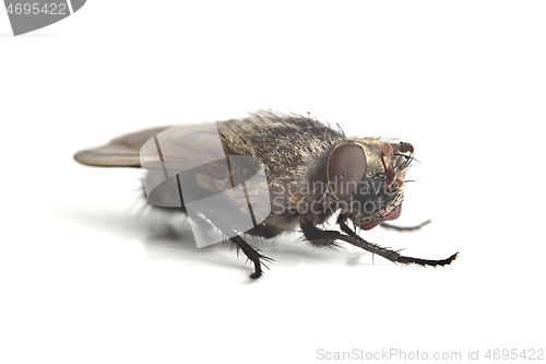 Image of Dead Fly Macro