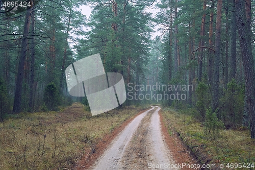 Image of Forest walking path in misty weather