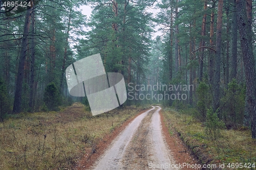 Image of Forest walking path in misty weather