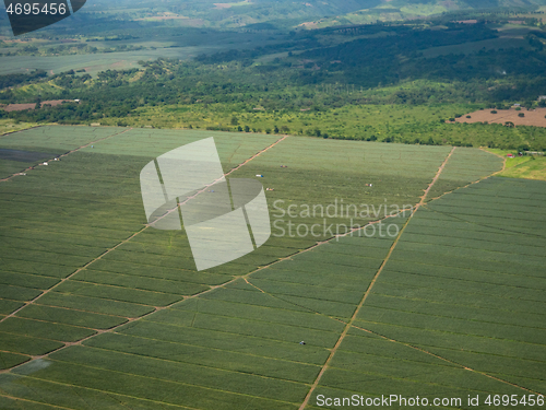 Image of Pineapple plantation in the Philippines