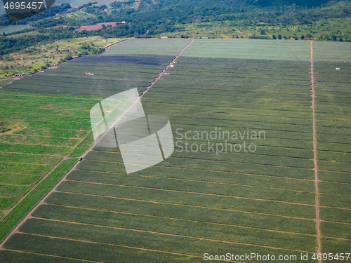 Image of Pineapple plantation in the Philippines