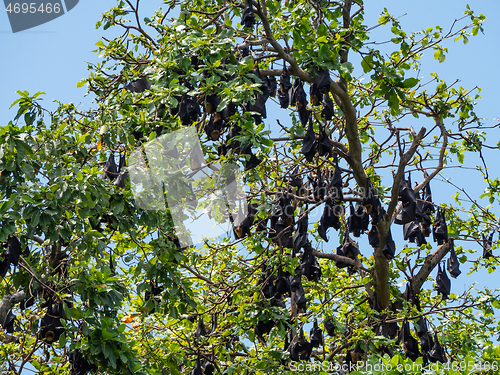 Image of Bats in a tree in Papua New Guinea